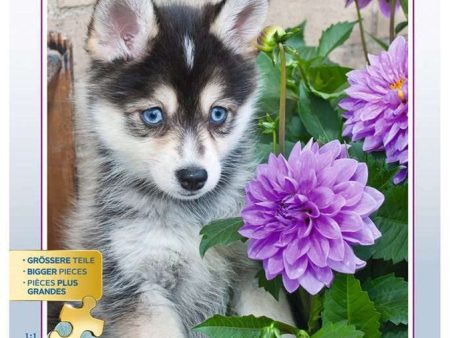 500pc Cute Husky Puzzle For Sale