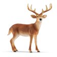 Whitetailed buck Online now