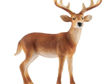 Whitetailed buck Online now