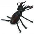 Stag Beetle Online Sale