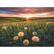 500pc Dandelions at Sunset Puzzle Hot on Sale