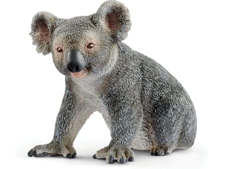 Koala Sale